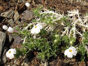 Phlox griseola ssp tumulosa